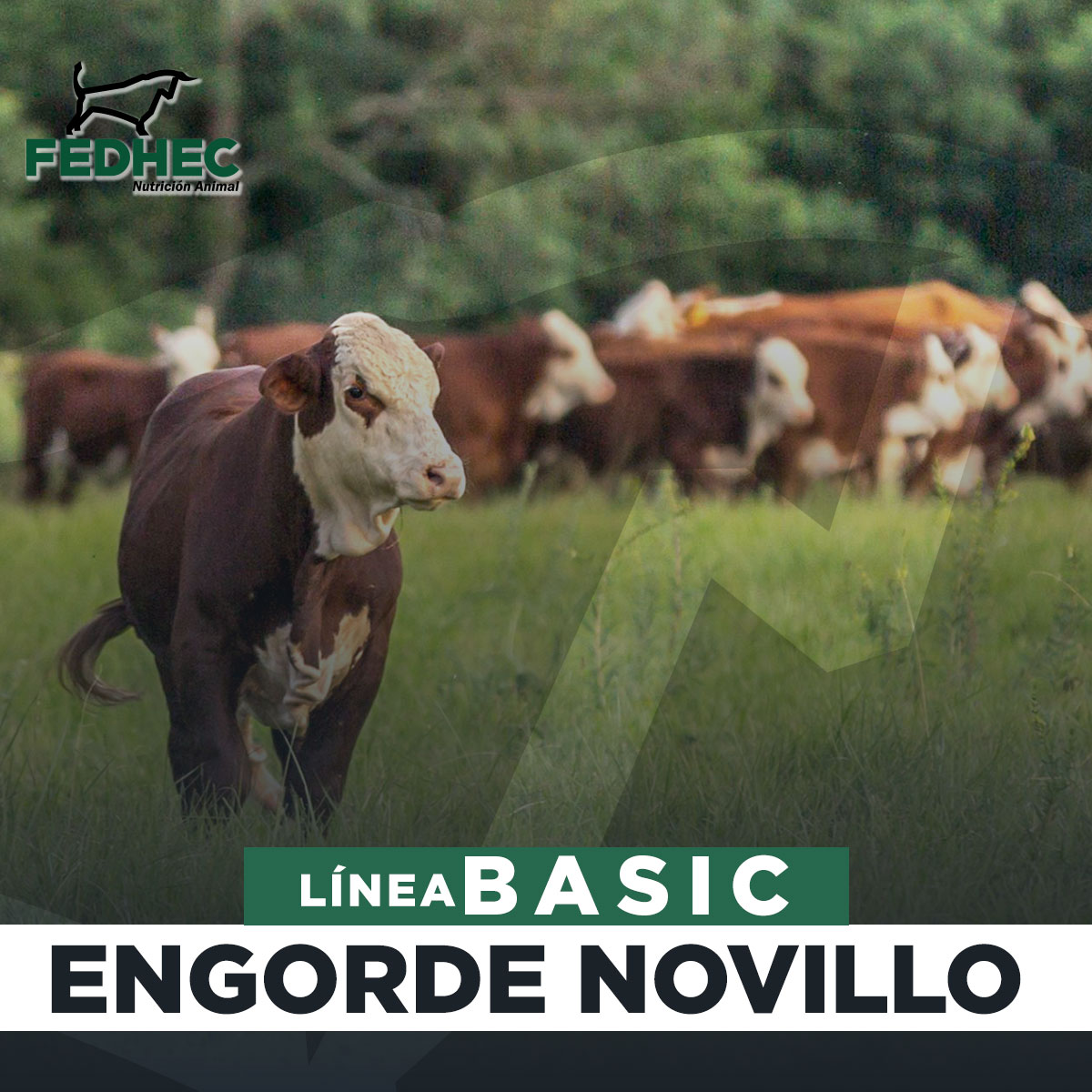 basic-engorde-novillo-1.jpg