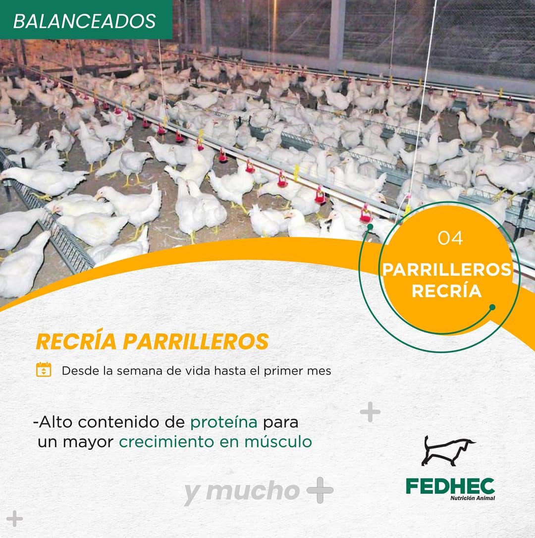 parrilleros-recria